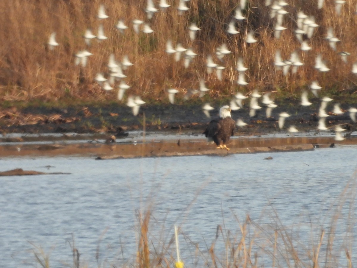 Bald Eagle - ML644333639