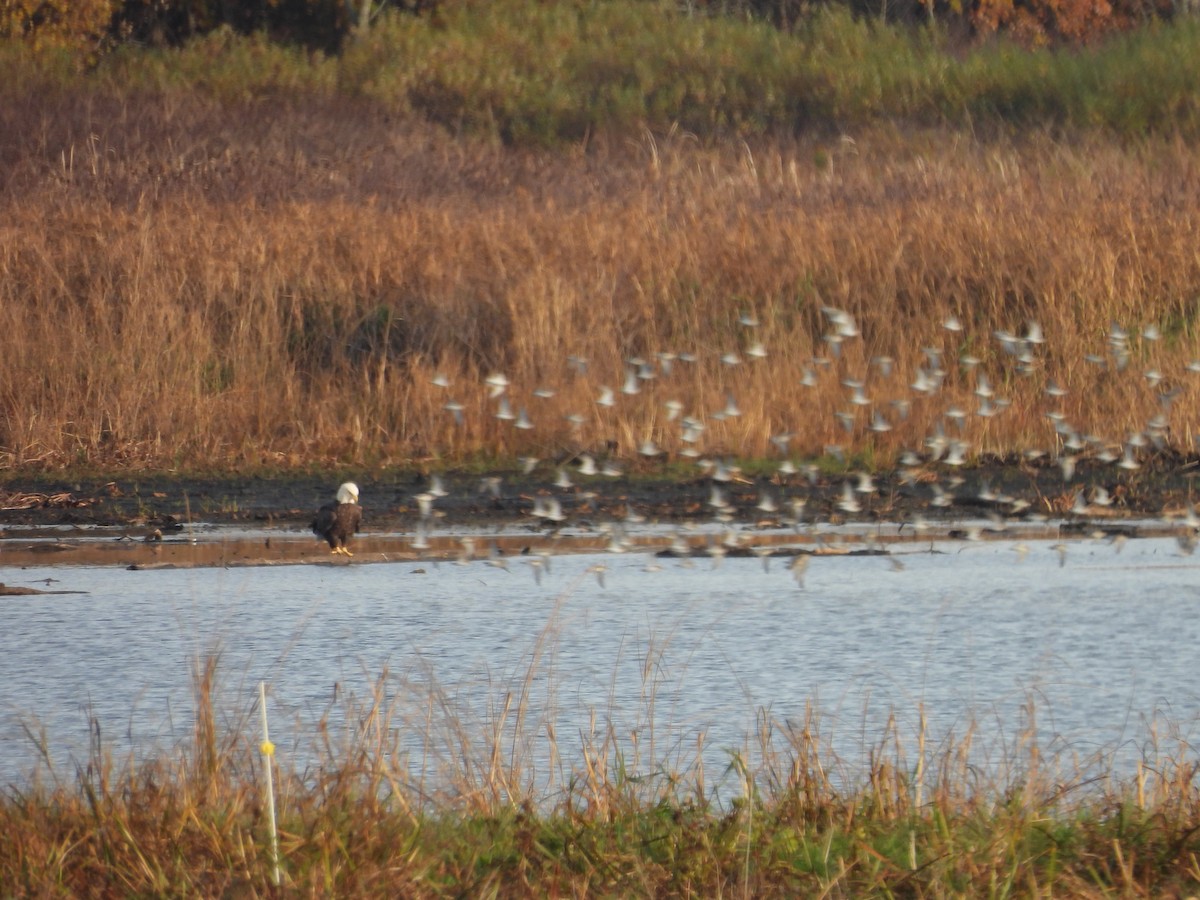 Bald Eagle - ML644333640