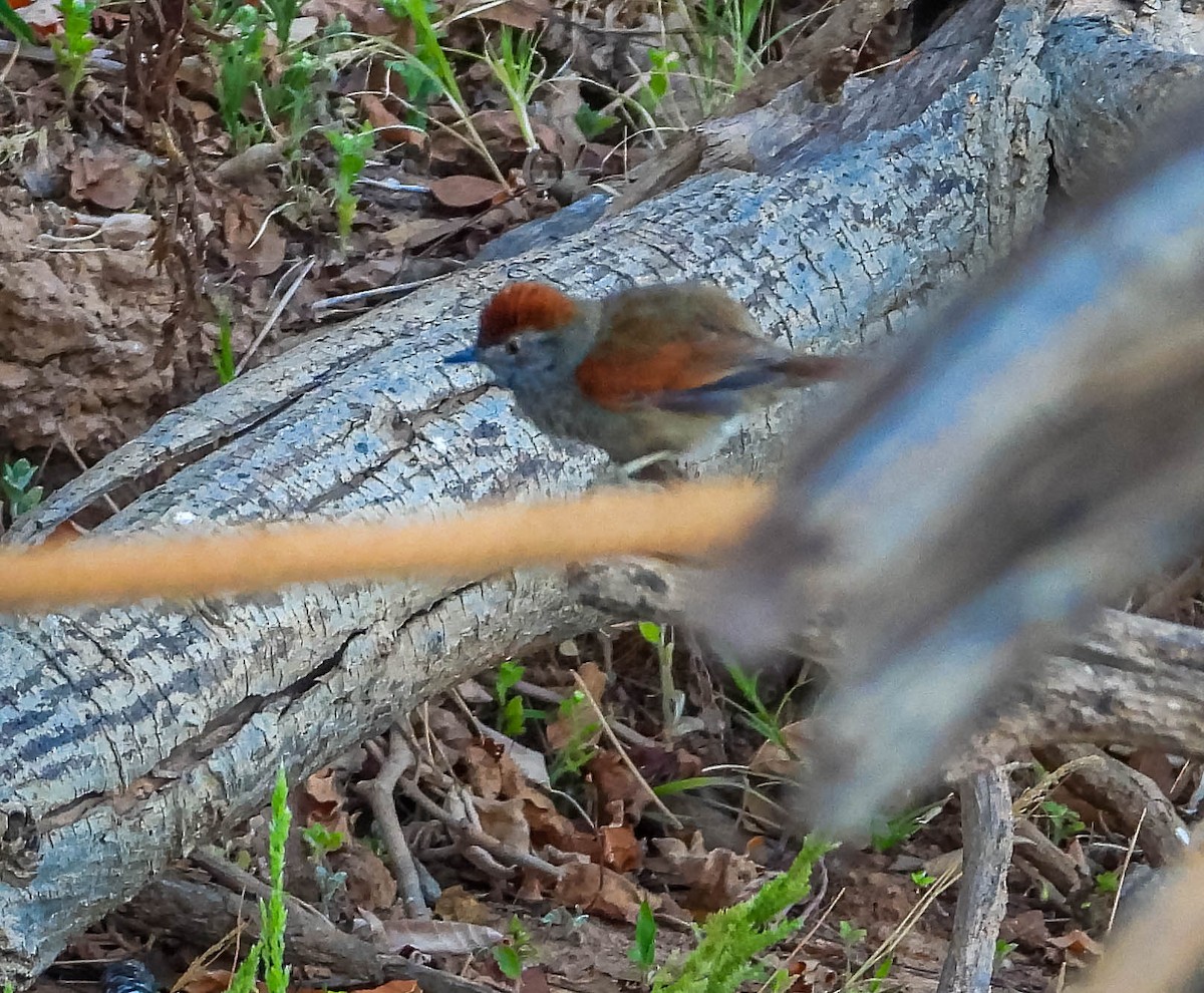 Sooty-fronted Spinetail - ML644333645