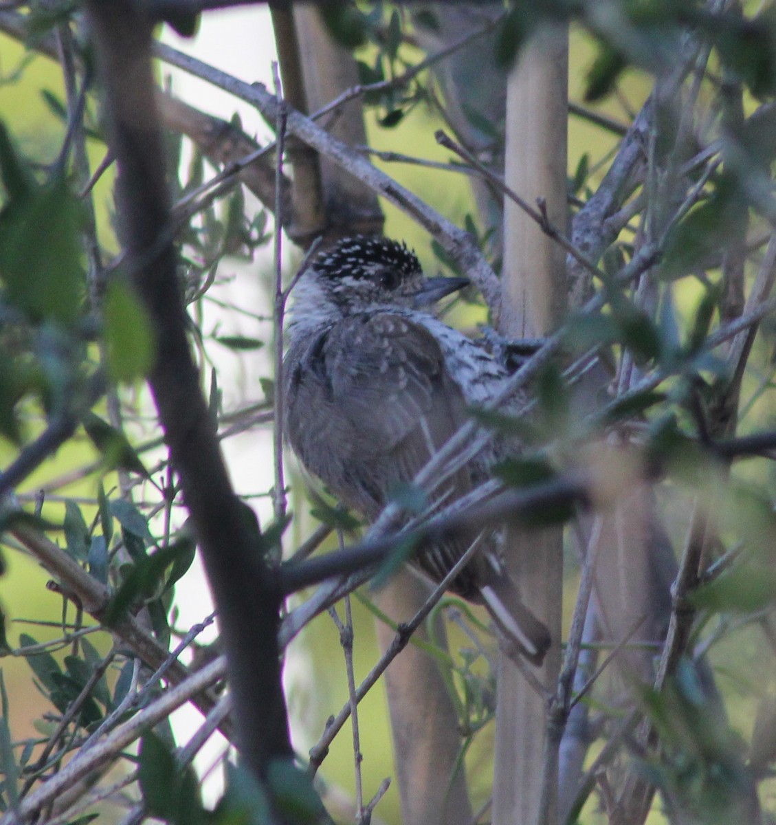 Zebrazwergspecht - ML644333647