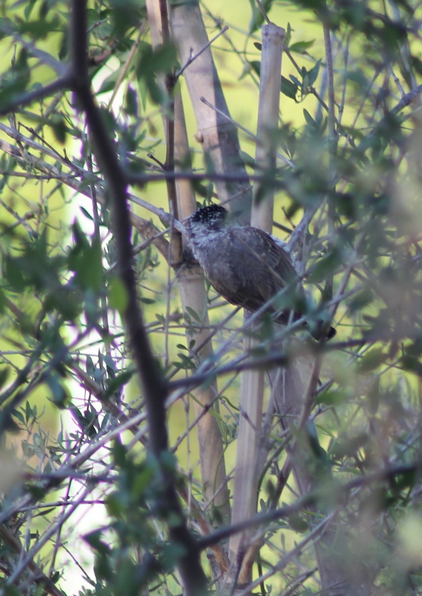 Zebrazwergspecht - ML644333648