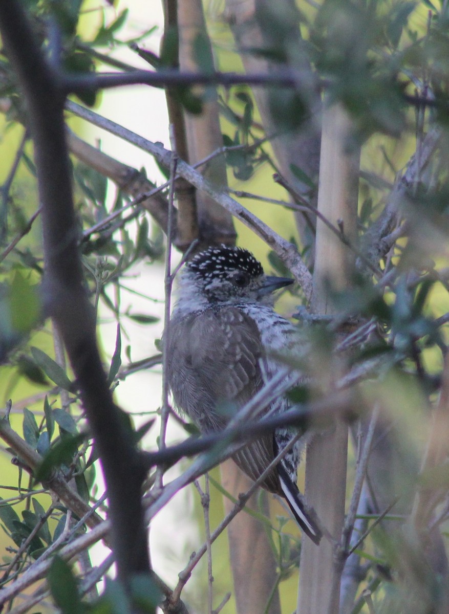 Zebrazwergspecht - ML644333649