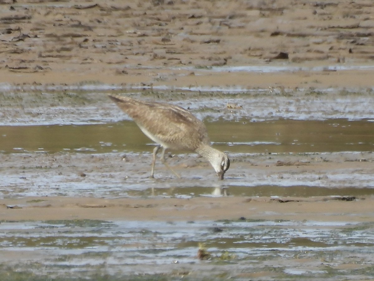 Hudsonian Whimbrel - ML644333665