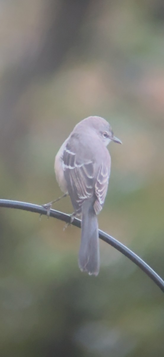 drozdec mnohohlasý - ML644333669