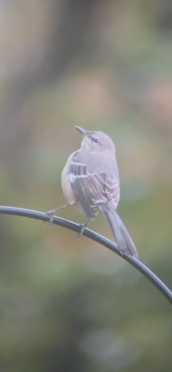 drozdec mnohohlasý - ML644333670