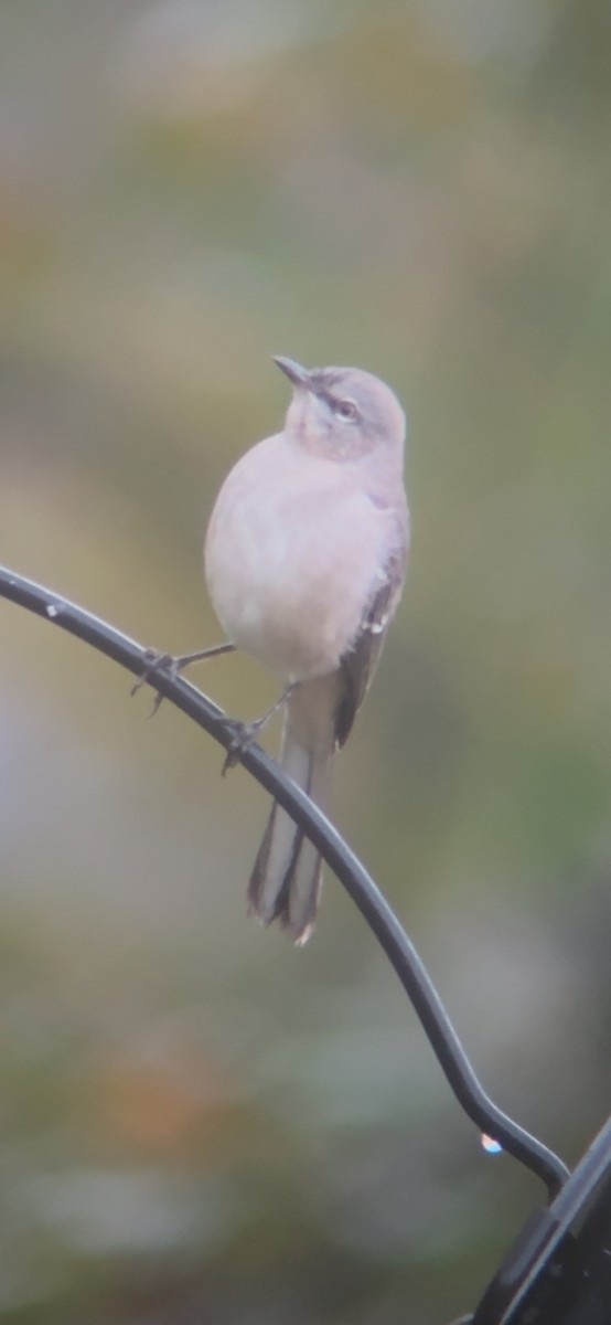 drozdec mnohohlasý - ML644333671