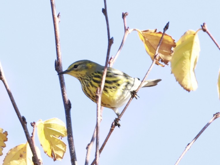 Cape May Warbler - ML644333679
