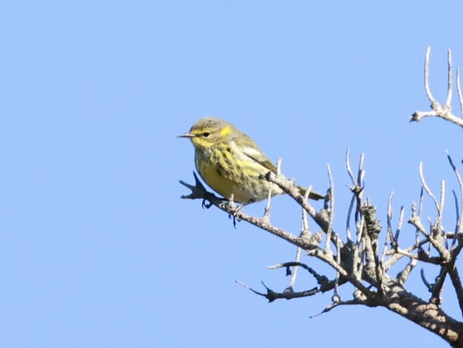 Cape May Warbler - ML644333680