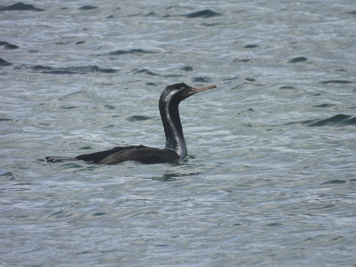 Spotted Shag - ML644333684