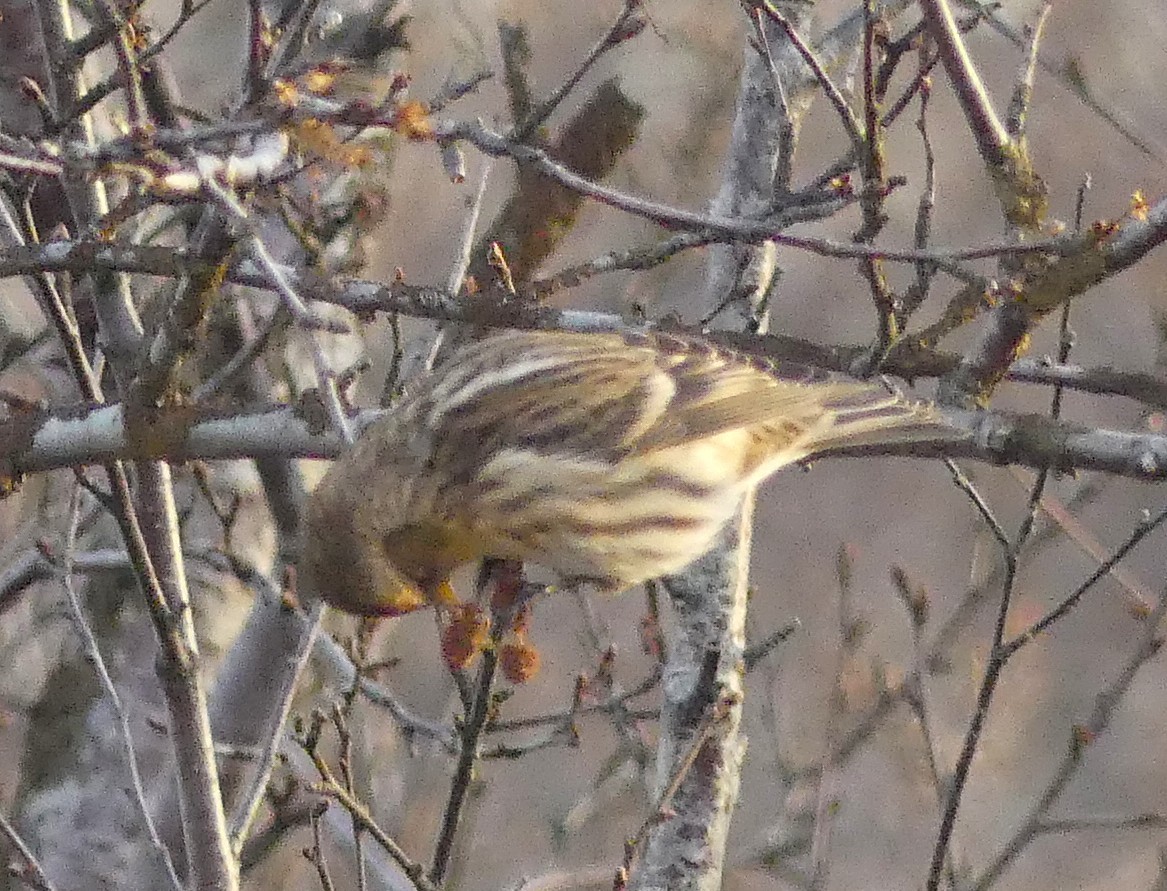 Redpoll (rostrata/islandica) - ML644333687