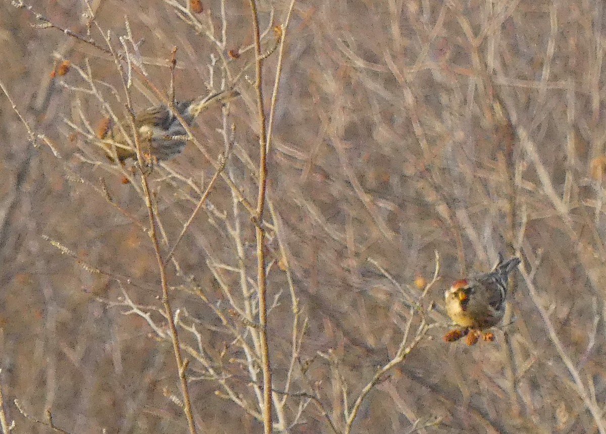 Redpoll (rostrata/islandica) - ML644333688