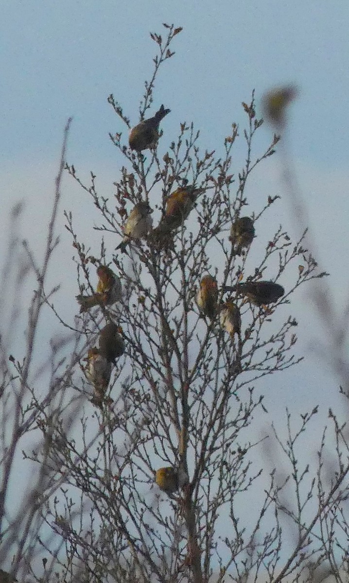 Redpoll (rostrata/islandica) - ML644333689