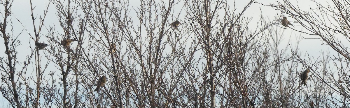 Redpoll (rostrata/islandica) - ML644333690
