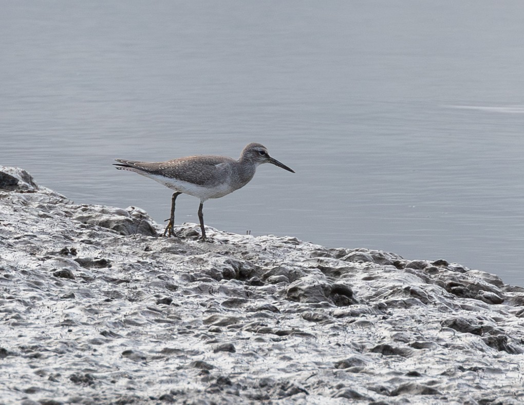 Gray-tailed Tattler - ML644333738