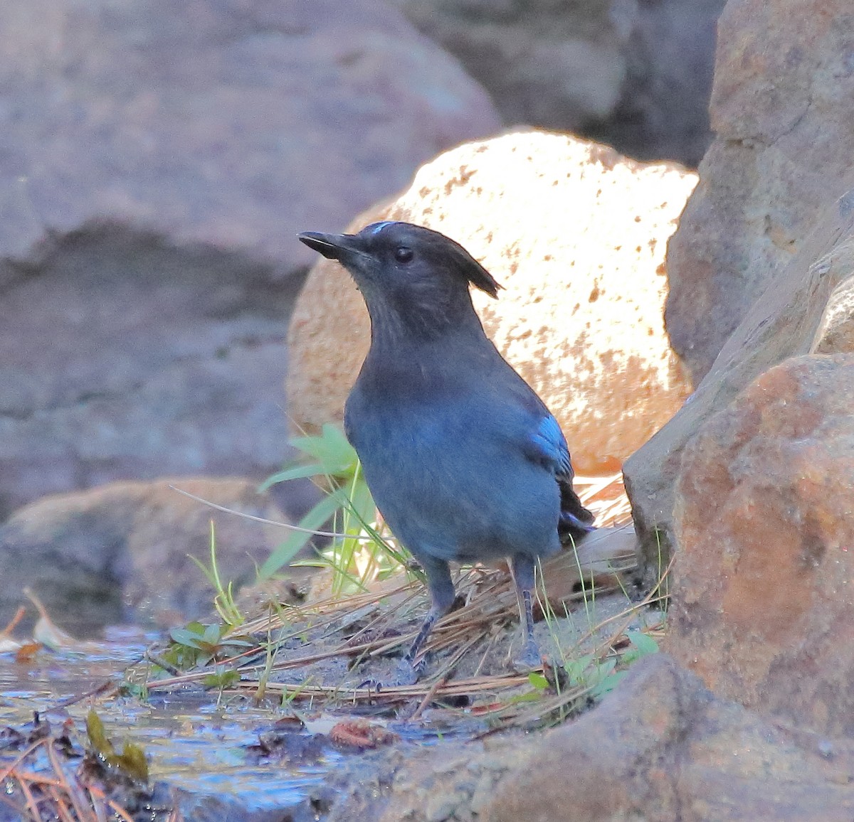 Steller's Jay - ML644333743