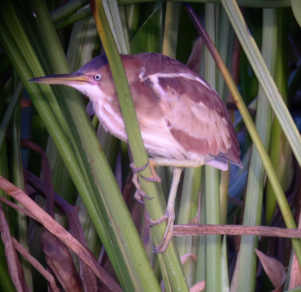 Petit Blongios - ML644333744