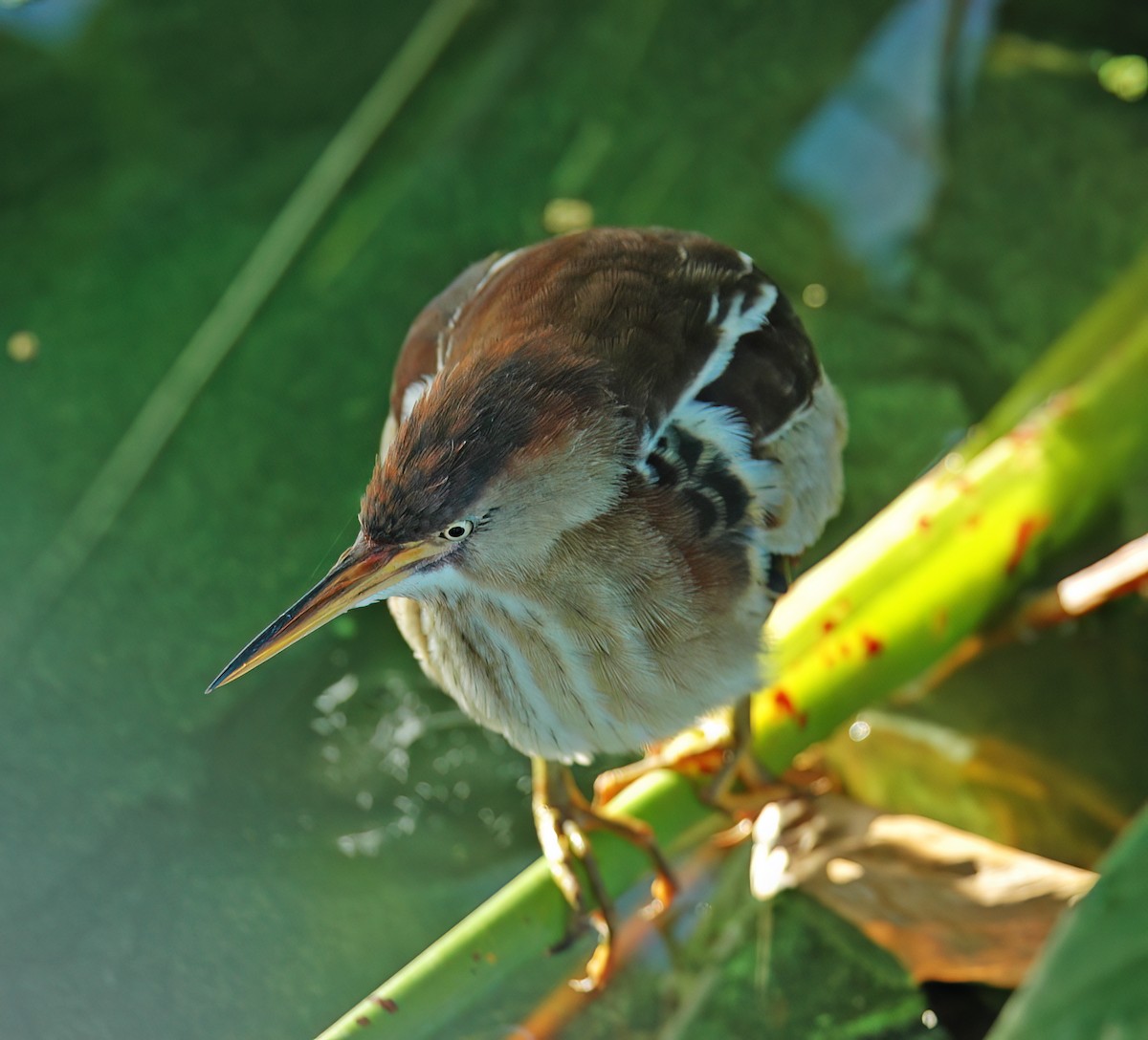 Petit Blongios - ML644333745