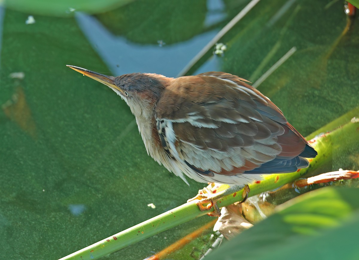 Petit Blongios - ML644333746