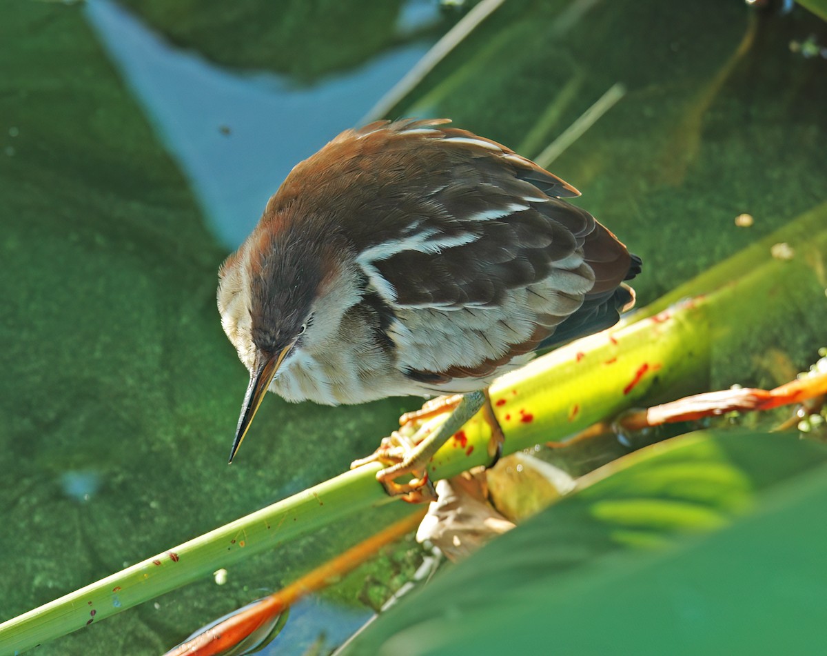 Petit Blongios - ML644333747