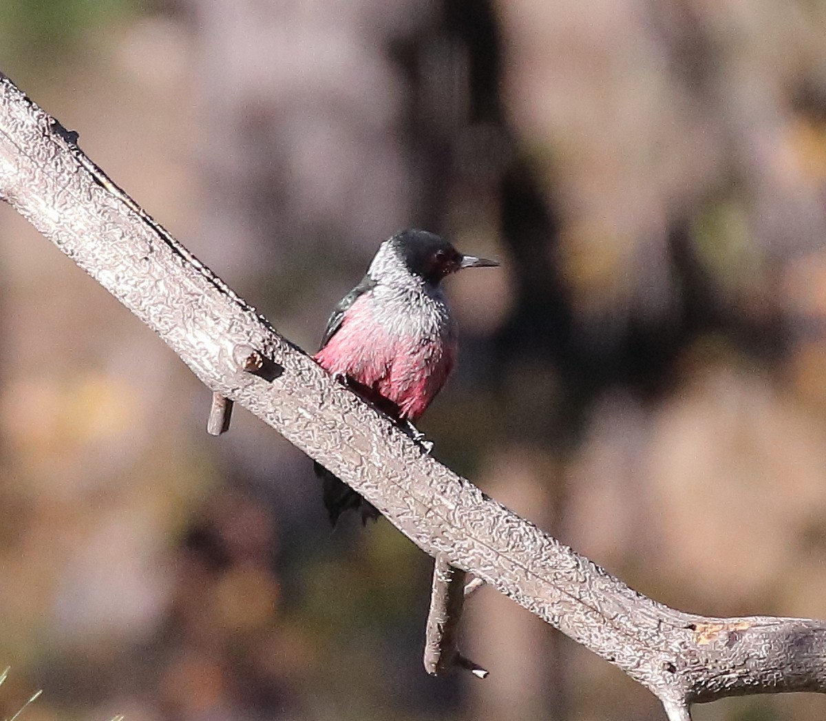 Lewis's Woodpecker - ML644333759