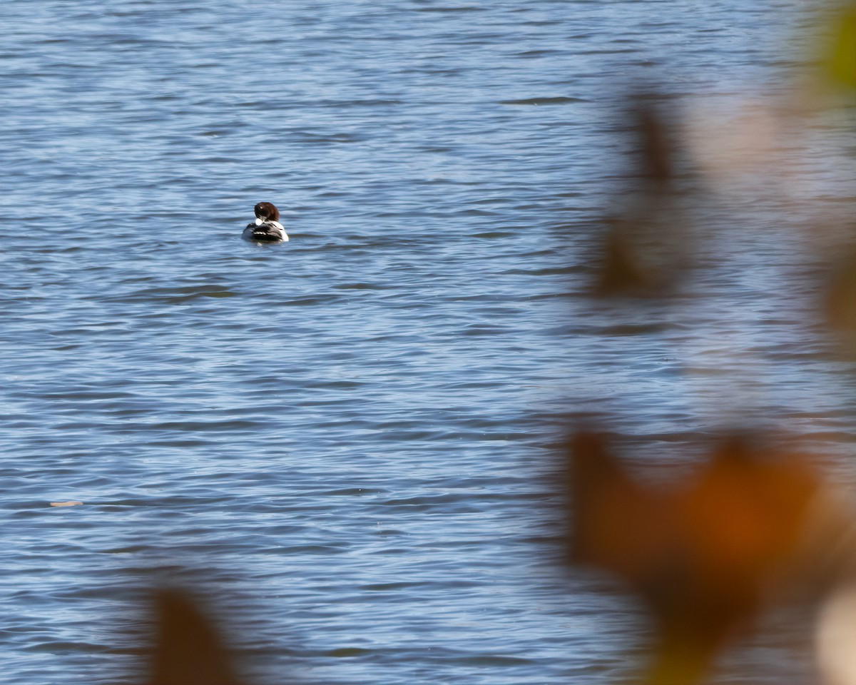 Canvasback - ML644333760