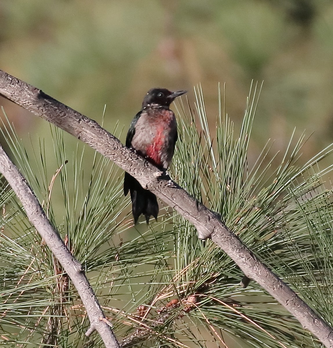 Lewis's Woodpecker - ML644333765