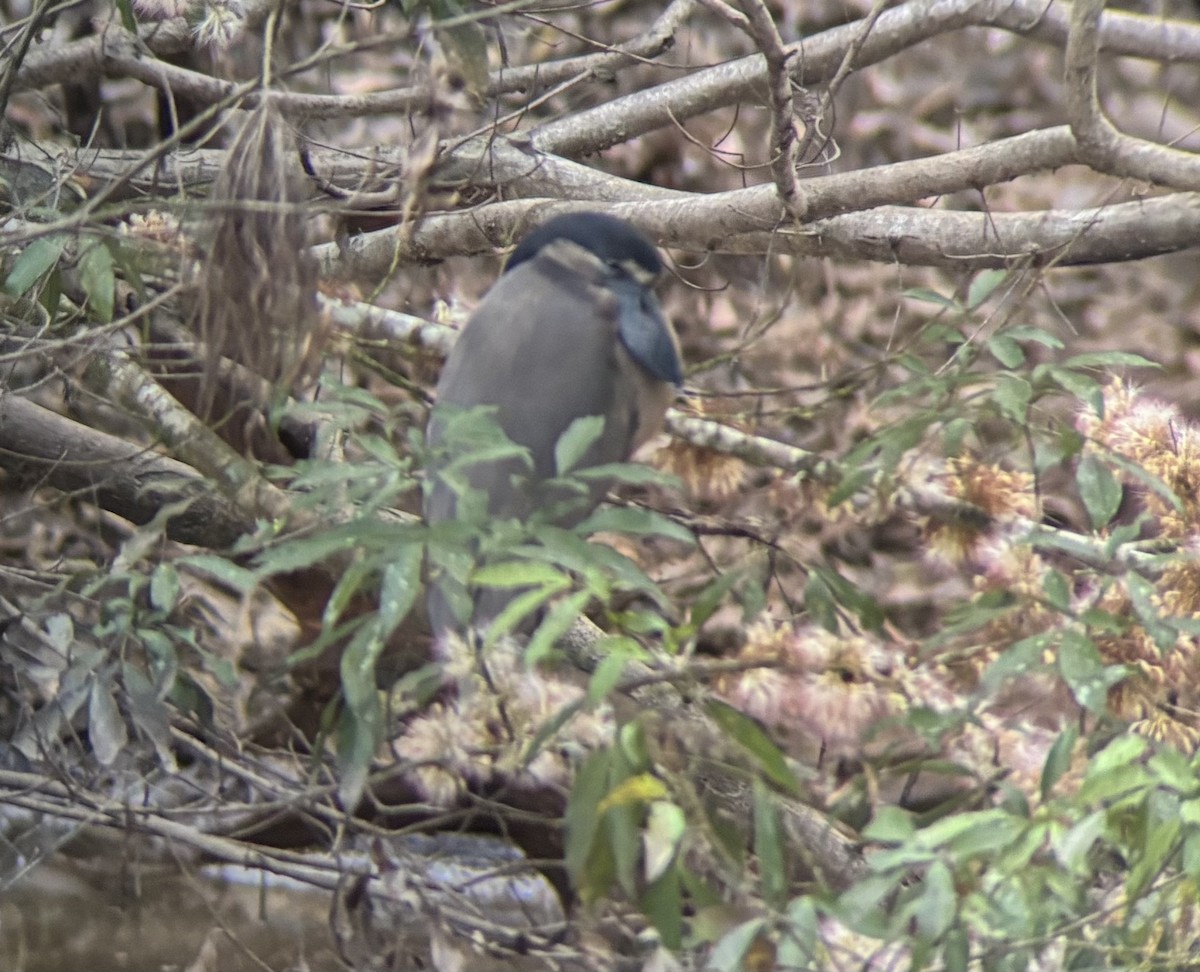 Boat-billed Heron - ML644333767