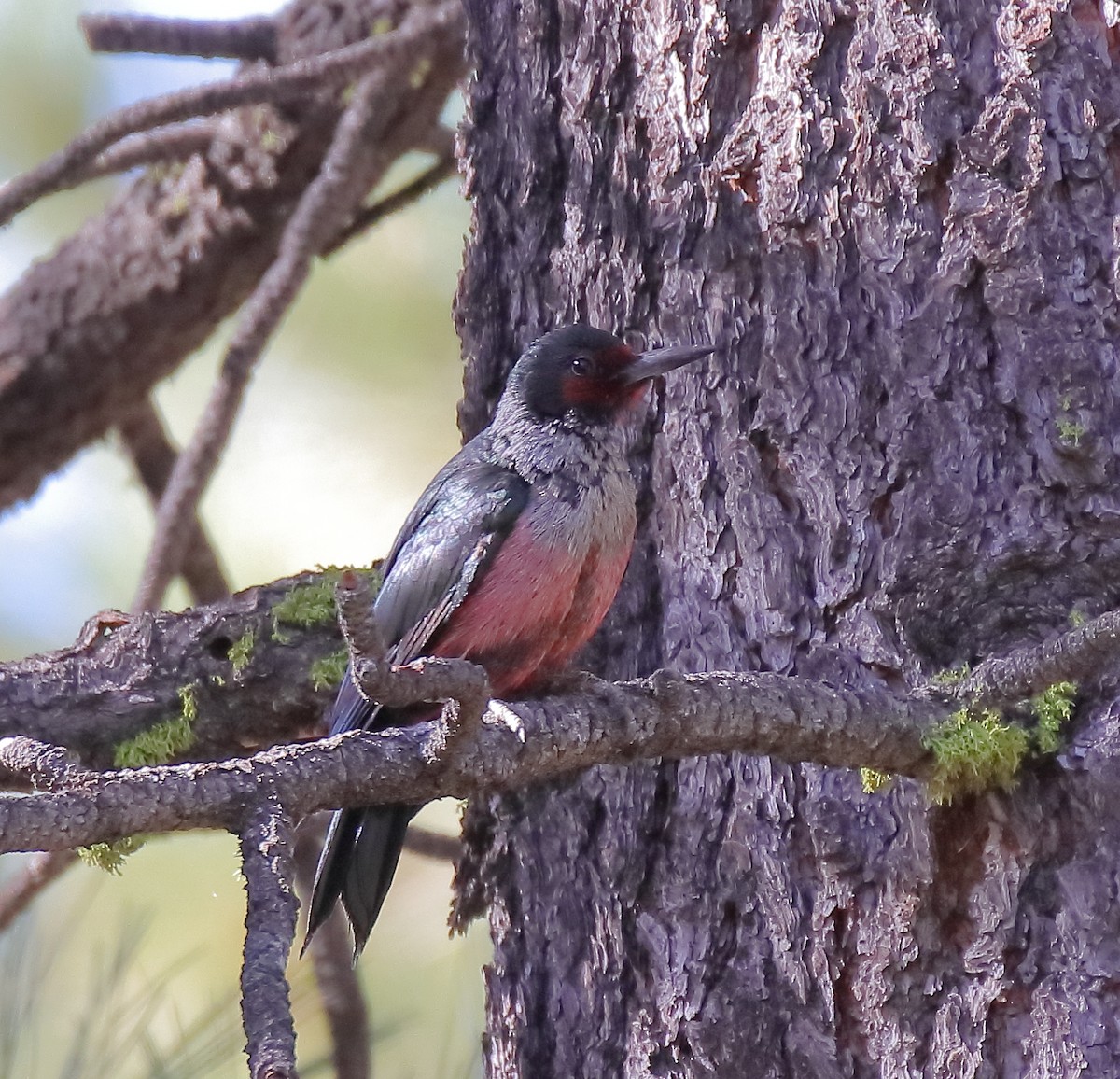 Lewis's Woodpecker - ML644333768