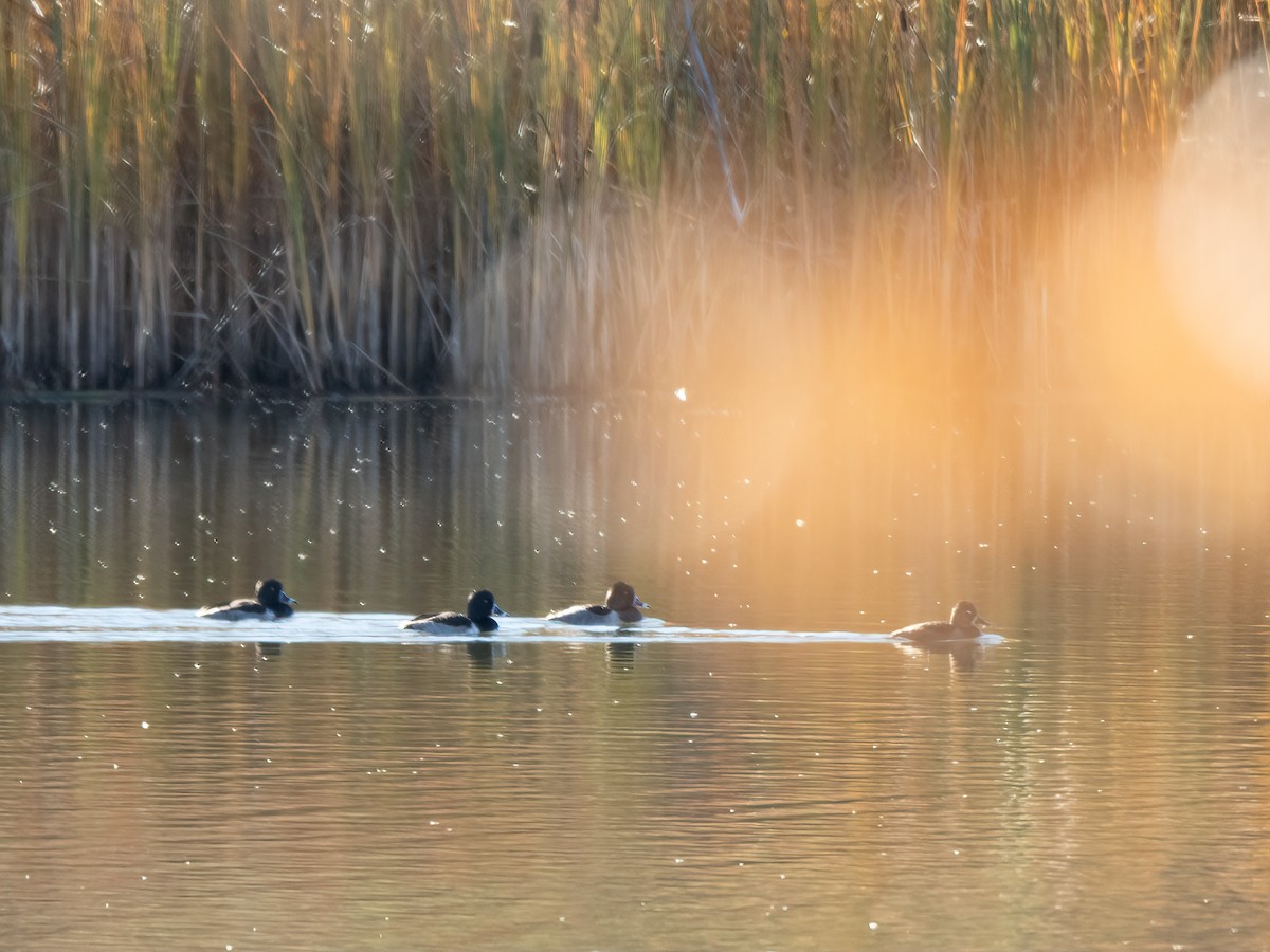 環頸潛鴨 - ML644333786