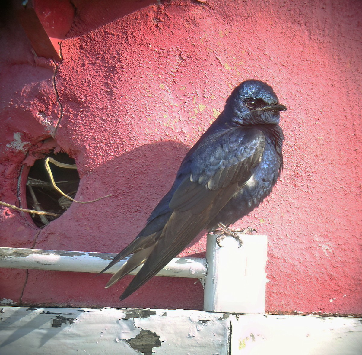 Purple Martin - ML644333787