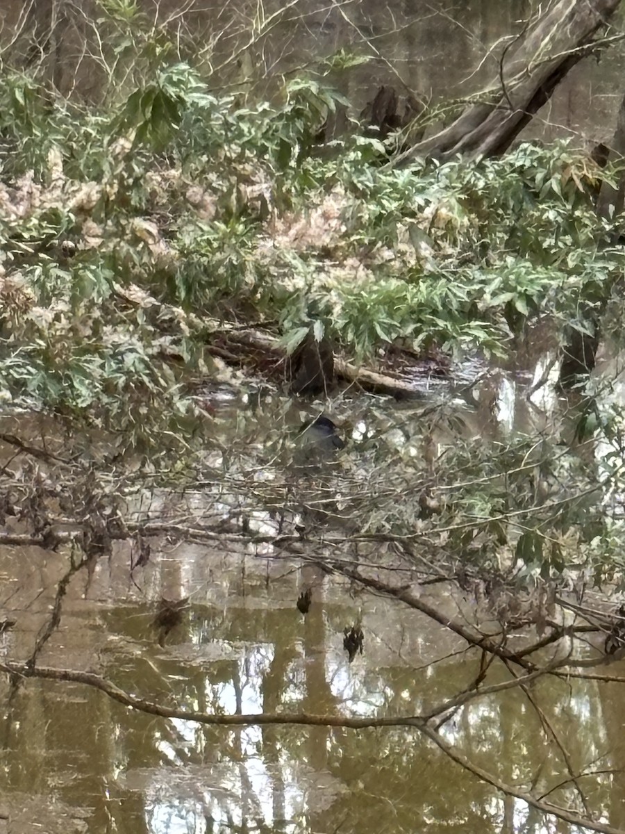 Boat-billed Heron - ML644333788