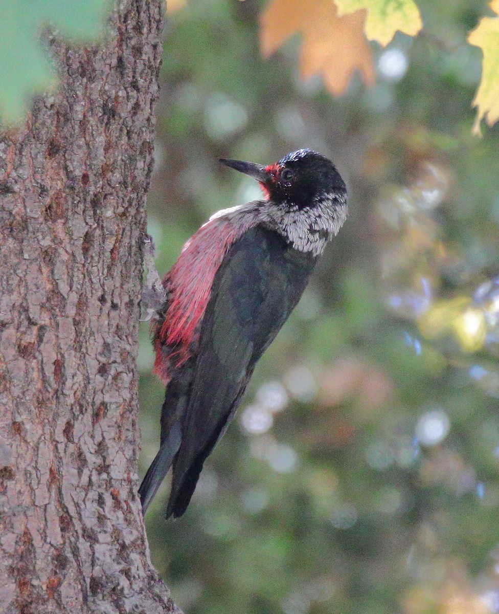 Lewis's Woodpecker - ML644333789