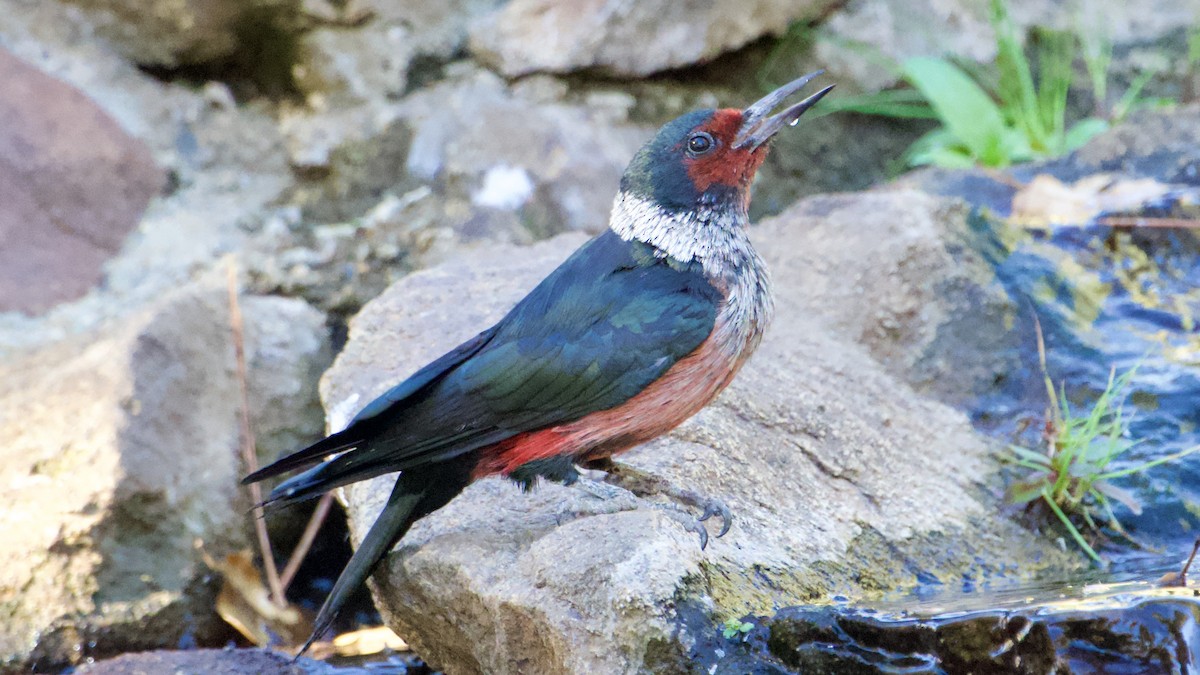 Lewis's Woodpecker - ML644333796