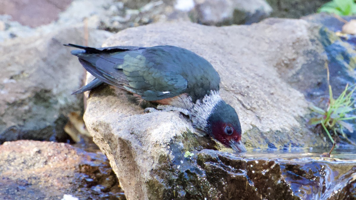 Lewis's Woodpecker - ML644333797