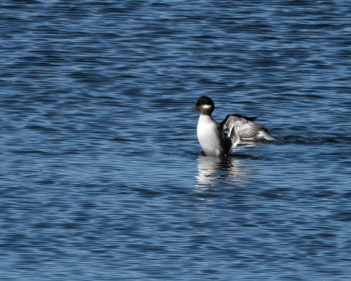 Bufflehead - ML644333798