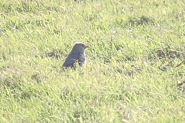 バライロムクドリ - ML644333808