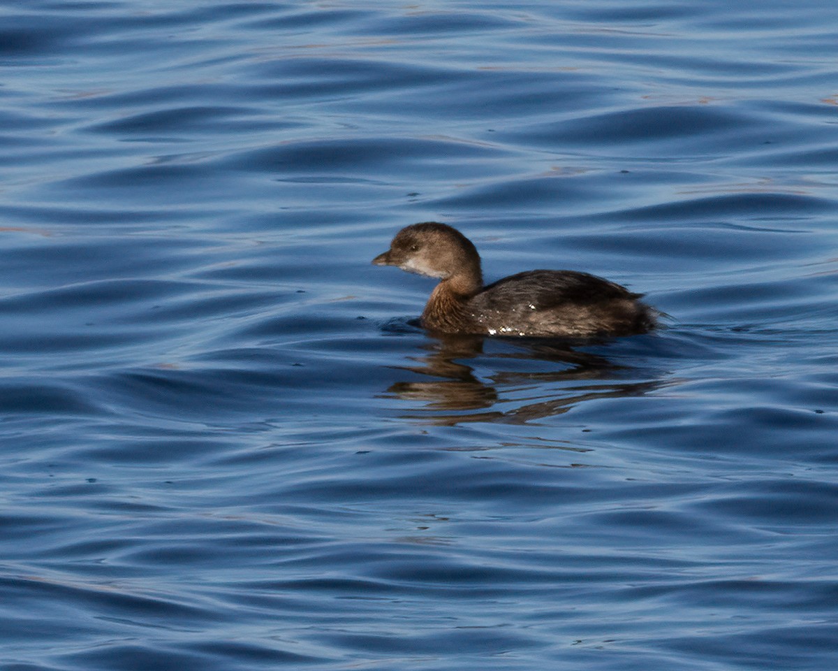 Pied-billed Grebe - ML644333813