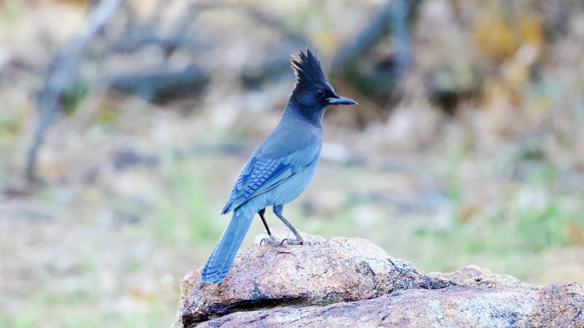 Steller's Jay - ML644333816