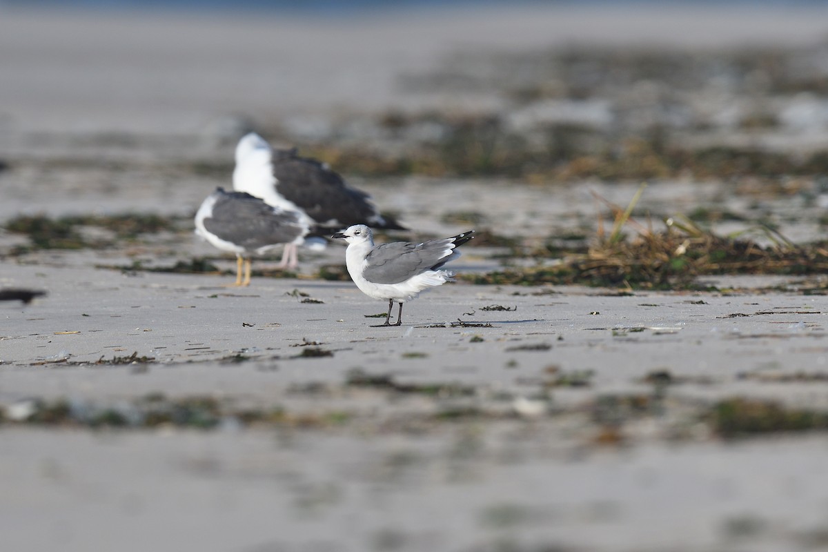 ワライカモメ - ML644333817