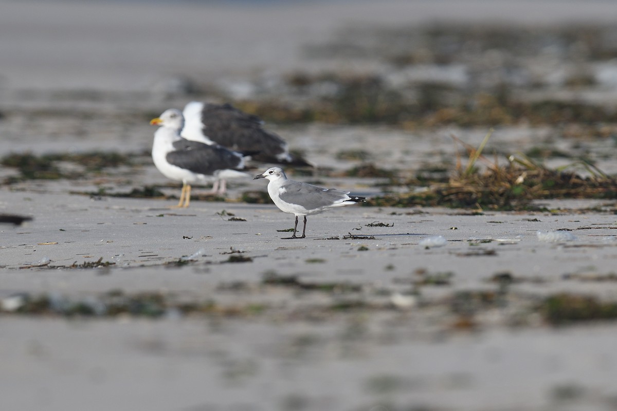 ワライカモメ - ML644333818