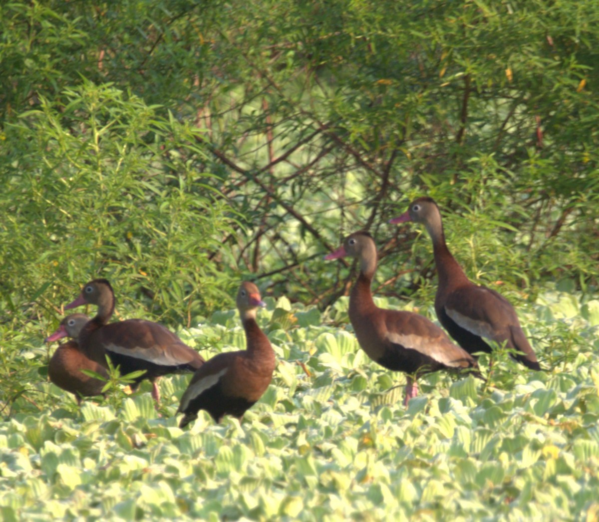 Black-bellied Whistling-Duck - ML644333822