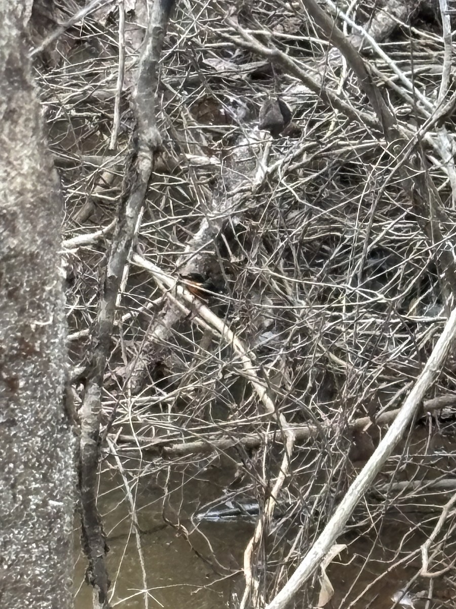 bronseisfugl - ML644333837