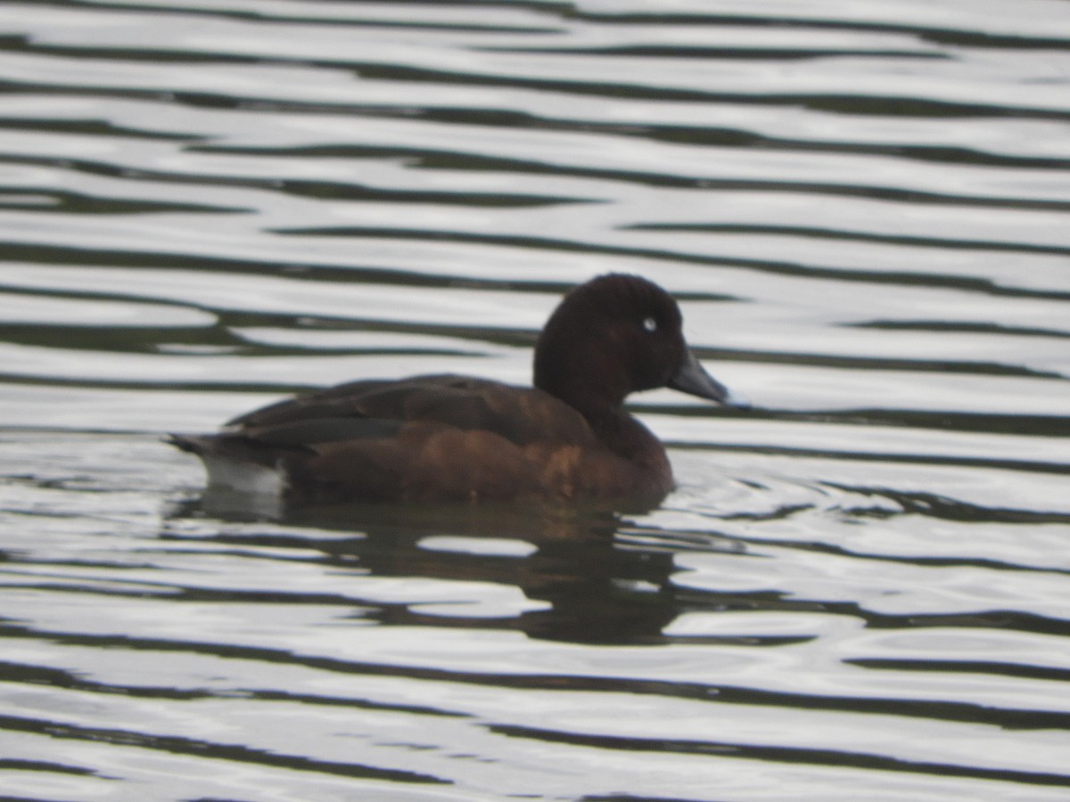 Hardhead - ML644333847