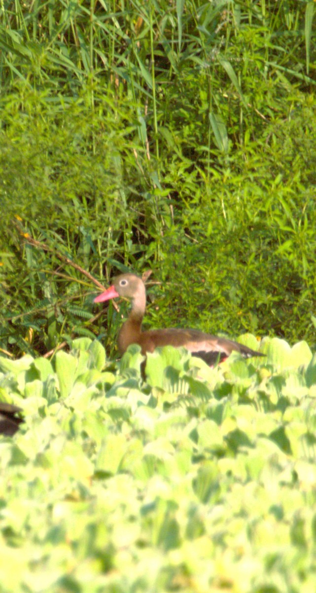Black-bellied Whistling-Duck - ML644333857