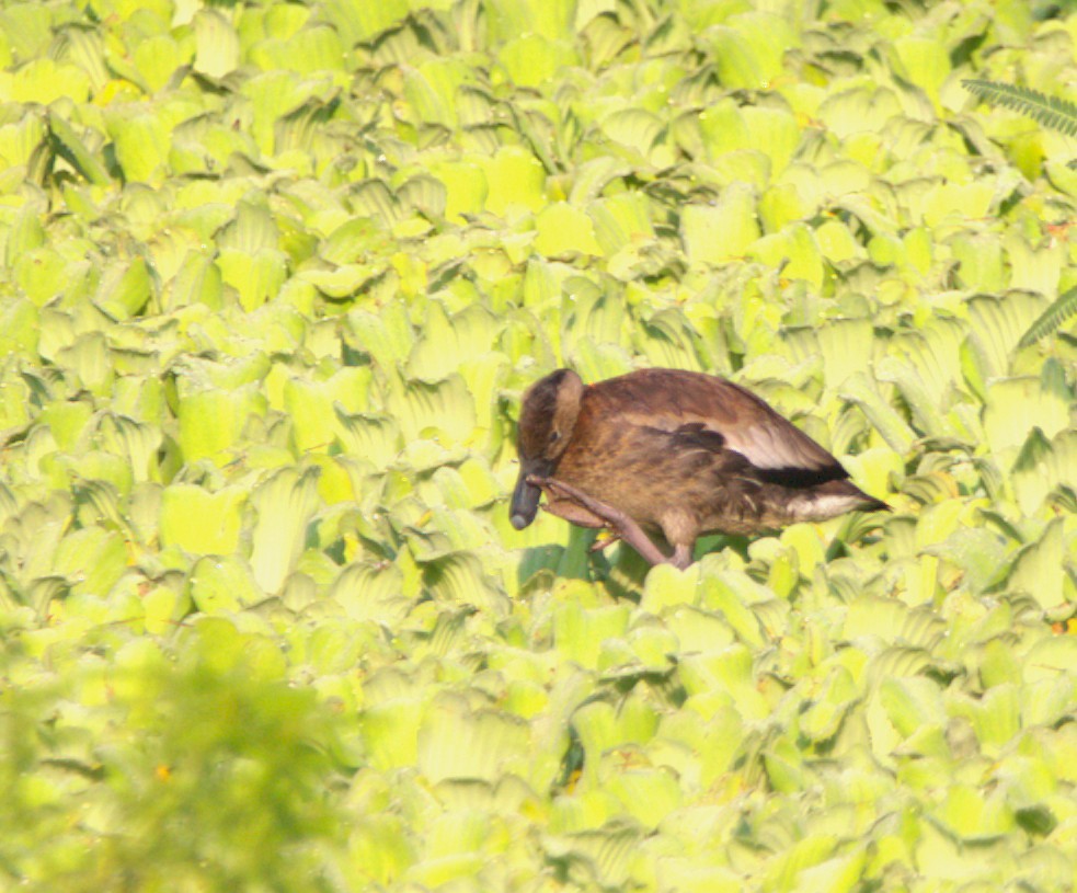 Black-bellied Whistling-Duck - ML644333858