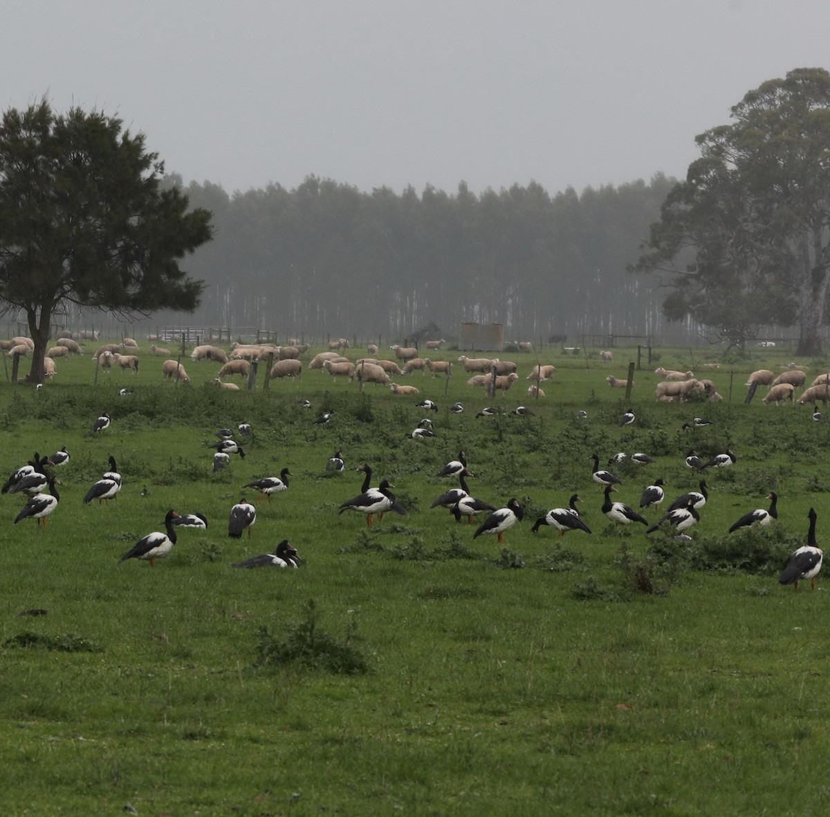 Magpie Goose - ML644333861