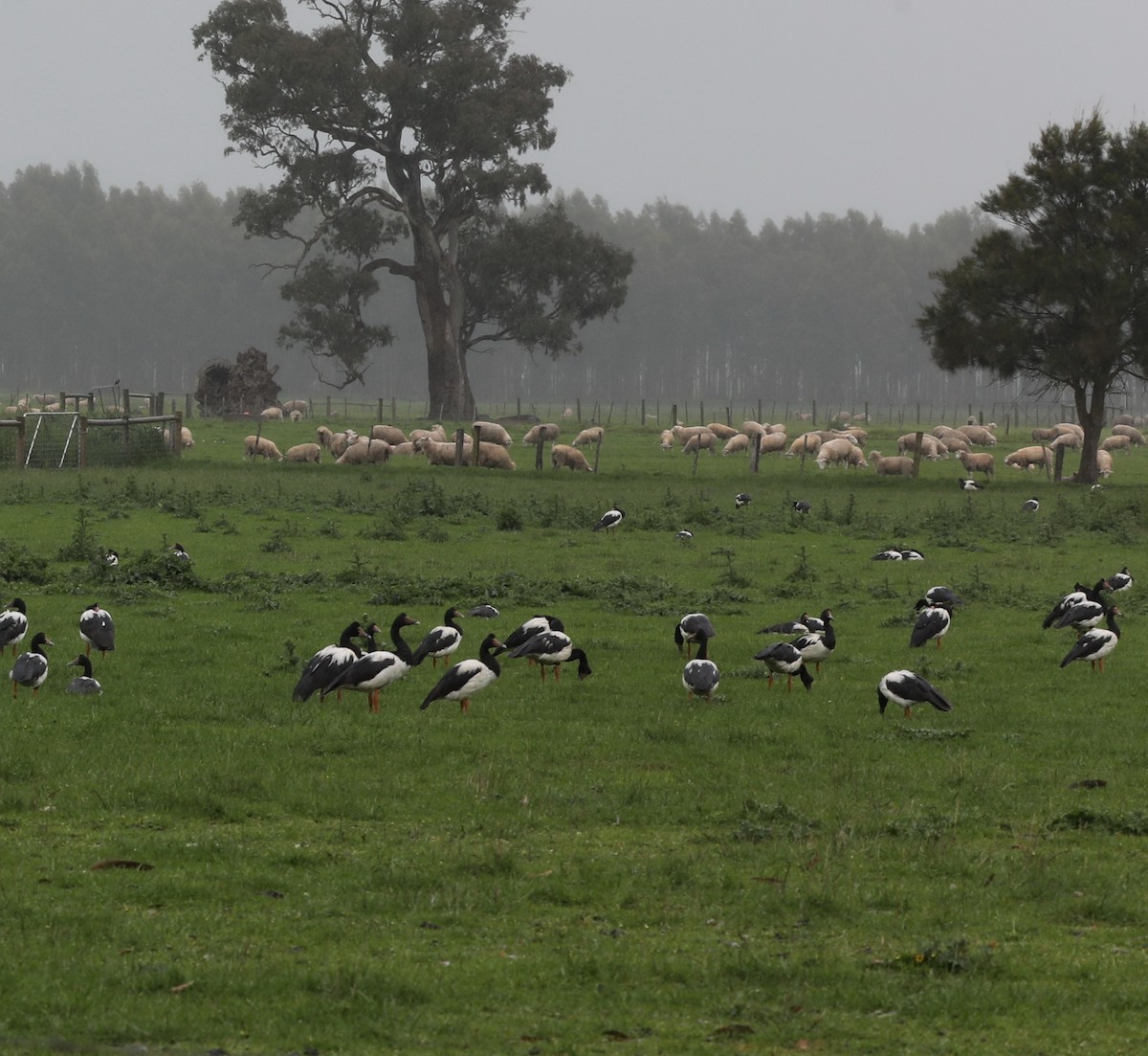 Magpie Goose - ML644333862