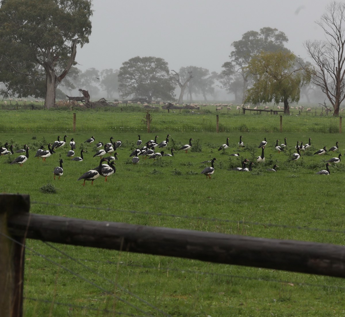 Magpie Goose - ML644333864