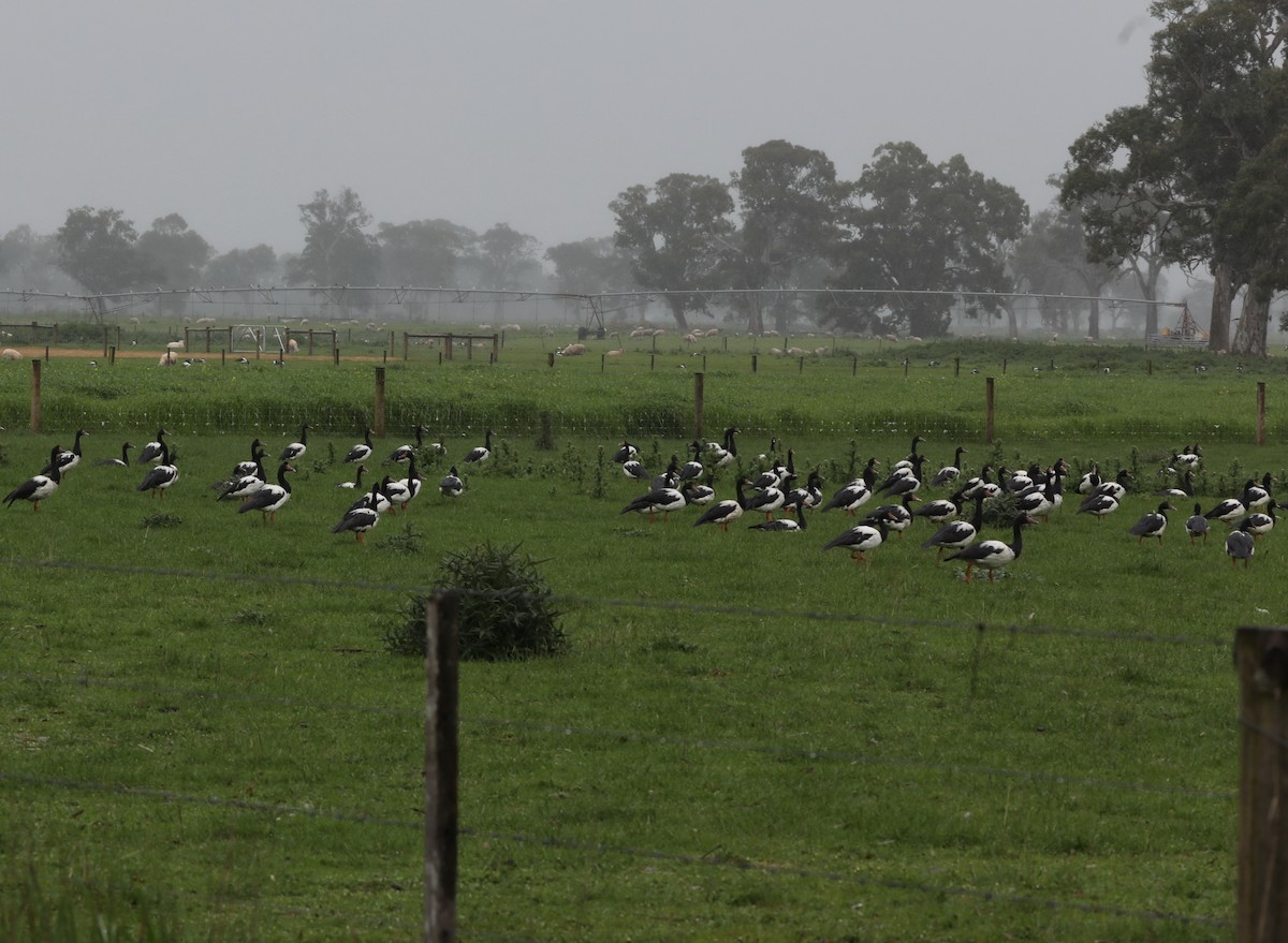Magpie Goose - ML644333865