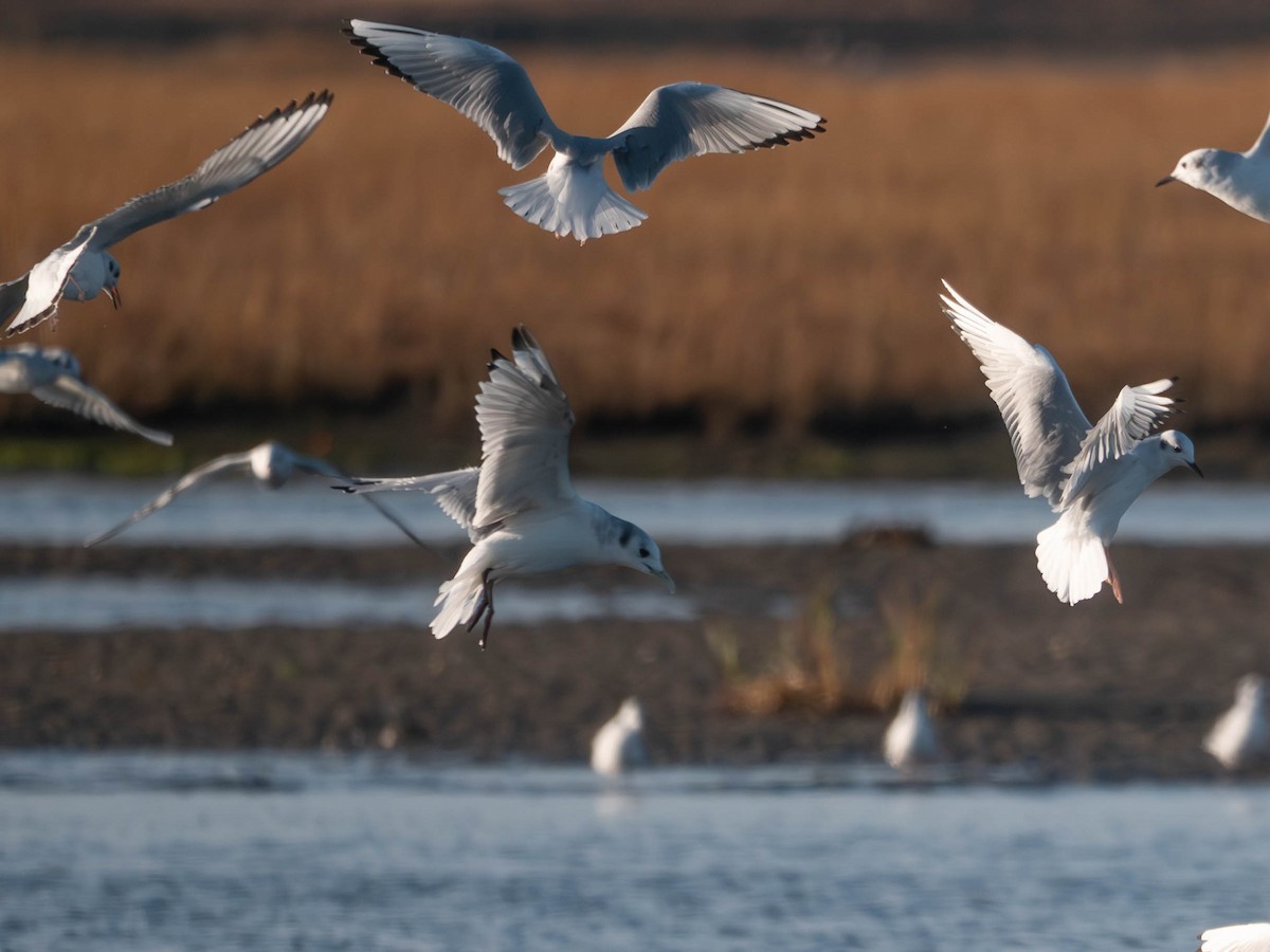 Black-legged Kittiwake - ML644333867